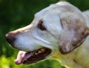 Liz Bogard - Holistic Pet Wellness